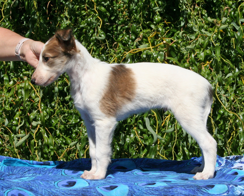 5 weeks - Boy 3 left